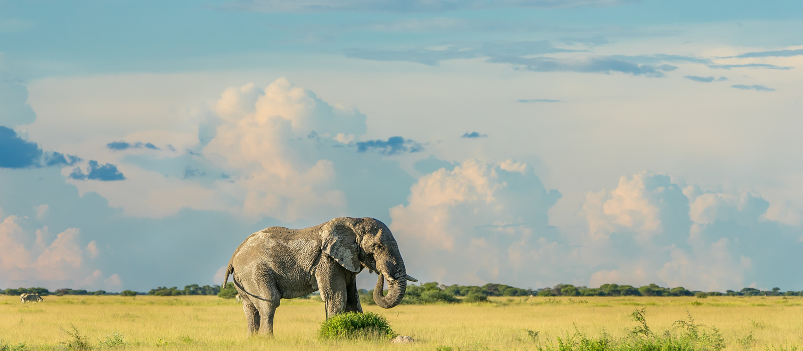 Queen-Elizabeth-National-Park-elephants