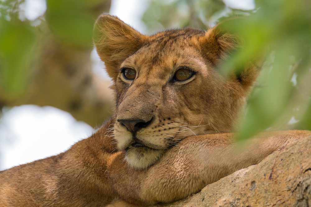 Queen-Elizabeth-National-Park-lioin-gazing-from-a-tree